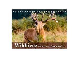 9783435605170 - Wildtiere Heimische Schönheiten (Tischkalender 2025 DIN A5 quer) CALVENDO Monatskalender