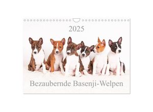 9783435608522 - Bezaubernde Basenji-Welpen (Wandkalender 2025 DIN A4 quer) CALVENDO Monatskalender