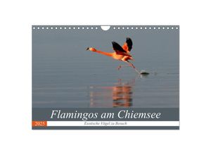 9783435608652 - Flamingos am Chiemsee (Wandkalender 2025 DIN A4 quer) CALVENDO Monatskalender