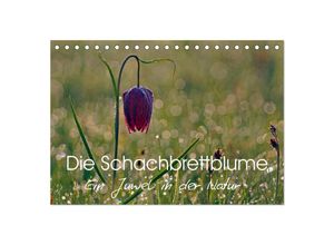 9783435611317 - Die Schachbrettblume (Tischkalender 2025 DIN A5 quer) CALVENDO Monatskalender