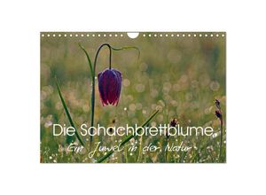 9783435612390 - Die Schachbrettblume (Wandkalender 2025 DIN A4 quer) CALVENDO Monatskalender