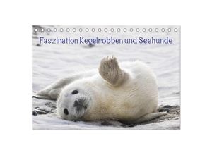 9783435613106 - Faszination Kegelrobben und Seehunde 2025 (Tischkalender 2025 DIN A5 quer) CALVENDO Monatskalender