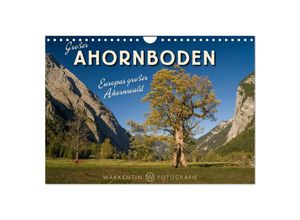 9783435614561 - Großer Ahornboden - Europas großer Ahornwald (Wandkalender 2025 DIN A4 quer) CALVENDO Monatskalender