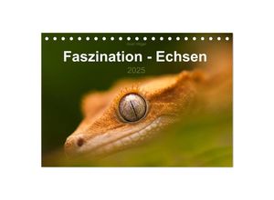 9783435615001 - Faszination - Echsen (Tischkalender 2025 DIN A5 quer) CALVENDO Monatskalender