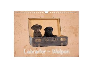 9783435617197 - Labrador - Welpen (Wandkalender 2025 DIN A4 quer) CALVENDO Monatskalender