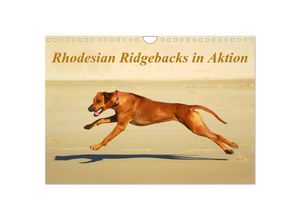 9783435618071 - Rhodesian Ridgebacks in Aktion (Wandkalender 2025 DIN A4 quer) CALVENDO Monatskalender