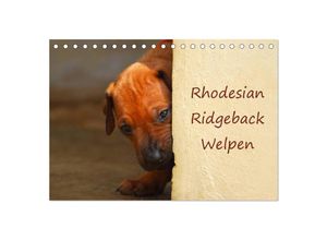 9783435621583 - Rhodesian Ridgeback Welpen (Tischkalender 2025 DIN A5 quer) CALVENDO Monatskalender