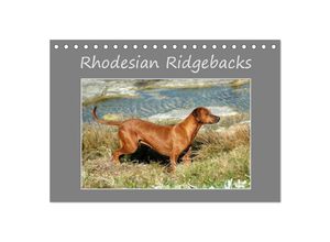 9783435622740 - Rhodesian Ridgebacks (Tischkalender 2025 DIN A5 quer) CALVENDO Monatskalender