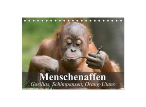 9783435623068 - Menschenaffen Gorillas Schimpansen Orang-Utans (Tischkalender 2025 DIN A5 quer) CALVENDO Monatskalender