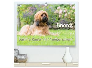 9783435623587 - Briards - sanfte Riesen mit Temperament (hochwertiger Premium Wandkalender 2025 DIN A2 quer) Kunstdruck in Hochglanz