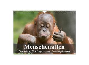 9783435624362 - Menschenaffen Gorillas Schimpansen Orang-Utans (Wandkalender 2025 DIN A4 quer) CALVENDO Monatskalender