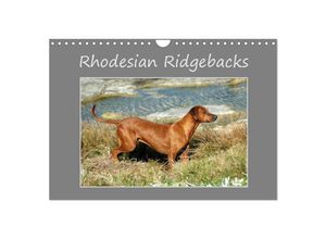 9783435625550 - Rhodesian Ridgebacks (Wandkalender 2025 DIN A4 quer) CALVENDO Monatskalender