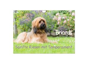 9783435627189 - Briards - sanfte Riesen mit Temperament (Wandkalender 2025 DIN A4 quer) CALVENDO Monatskalender