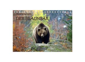 9783435628711 - Begegnungen DER BRAUNBÄR (Tischkalender 2025 DIN A5 quer) CALVENDO Monatskalender