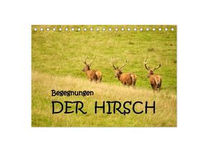 9783435629985 - Begegnungen DER HIRSCH (Tischkalender 2025 DIN A5 quer) CALVENDO Monatskalender