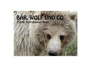 9783435630479 - Bär Wolf und Co - Tiere Nordamerikas (Tischkalender 2025 DIN A5 quer) CALVENDO Monatskalender