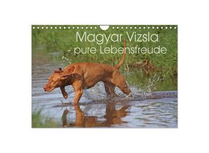 9783435630844 - Magyar Vizsla - pure Lebensfreude (Wandkalender 2025 DIN A4 quer) CALVENDO Monatskalender