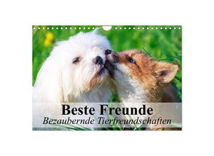 9783435632336 - Beste Freunde - Bezaubernde Tierfreundschaften (Wandkalender 2025 DIN A4 quer) CALVENDO Monatskalender