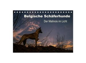 9783435633012 - Belgische Schäferhunde - Der Malinois im Licht (Tischkalender 2025 DIN A5 quer) CALVENDO Monatskalender