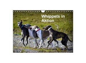 9783435634910 - Whippets in Aktion (Wandkalender 2025 DIN A4 quer) CALVENDO Monatskalender