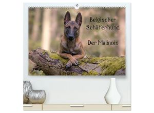 9783435635658 - Belgischer Schäferhund - Der Malinois (hochwertiger Premium Wandkalender 2025 DIN A2 quer) Kunstdruck in Hochglanz