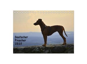 9783435636280 - Deutscher Pinscher (Tischkalender 2025 DIN A5 quer) CALVENDO Monatskalender