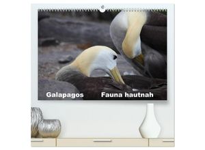 9783435637751 - Galapagos Fauna hautnah (hochwertiger Premium Wandkalender 2025 DIN A2 quer) Kunstdruck in Hochglanz