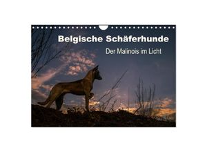 9783435639205 - Belgische Schäferhunde - Der Malinois im Licht (Wandkalender 2025 DIN A4 quer) CALVENDO Monatskalender