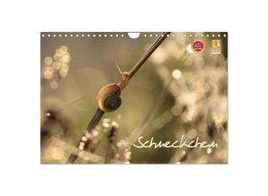 9783435640041 - Schneckchen (Wandkalender 2025 DIN A4 quer) CALVENDO Monatskalender