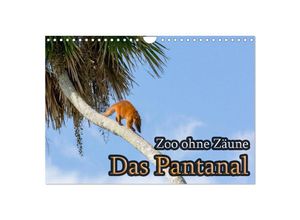 9783435640218 - Zoo ohne Zäune - Das Pantanal (Wandkalender 2025 DIN A4 quer) CALVENDO Monatskalender