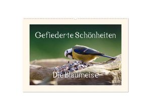 9783435641840 - Gefiederte Schönheiten - Die Blaumeise (Wandkalender 2025 DIN A2 quer) CALVENDO Monatskalender