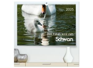 9783435642212 - Das Küken wird zum Schwan (hochwertiger Premium Wandkalender 2025 DIN A2 quer) Kunstdruck in Hochglanz