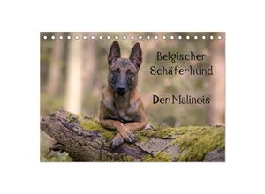 9783435642267 - Belgischer Schäferhund - Der Malinois (Tischkalender 2025 DIN A5 quer) CALVENDO Monatskalender