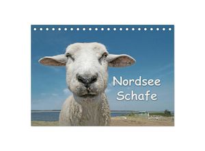 9783435644124 - Nordsee Schafe (Tischkalender 2025 DIN A5 quer) CALVENDO Monatskalender