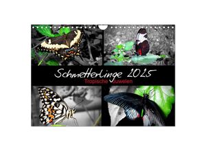 9783435644476 - Schmetterlinge 2025 - Tropische Juwelen (Wandkalender 2025 DIN A4 quer) CALVENDO Monatskalender