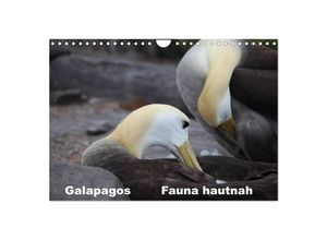 9783435645572 - Galapagos Fauna hautnah (Wandkalender 2025 DIN A4 quer) CALVENDO Monatskalender