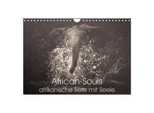 9783435646388 - African Souls - afrikanische Tiere mit Seele (Wandkalender 2025 DIN A4 quer) CALVENDO Monatskalender