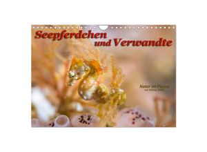 9783435647507 - Seepferdchen und Verwandte (Wandkalender 2025 DIN A4 quer) CALVENDO Monatskalender