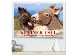 9783435653881 - Kleiner Esel Boldewyn und seine Freunde (hochwertiger Premium Wandkalender 2025 DIN A2 quer) Kunstdruck in Hochglanz