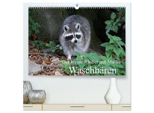 9783435656332 - Der kleine Räuber mit Maske - Waschbären (hochwertiger Premium Wandkalender 2025 DIN A2 quer) Kunstdruck in Hochglanz