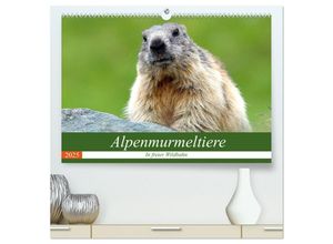 9783435659906 - Alpenmurmeltiere in freier Wildbahn (hochwertiger Premium Wandkalender 2025 DIN A2 quer) Kunstdruck in Hochglanz