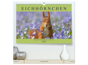 9783435665587 - Eichhörnchen im Königlichen Garten (hochwertiger Premium Wandkalender 2025 DIN A2 quer) Kunstdruck in Hochglanz