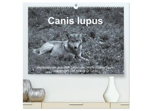 9783435667765 - Canis lupus (hochwertiger Premium Wandkalender 2025 DIN A2 quer) Kunstdruck in Hochglanz