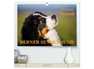 9783435671502 - Treuer Freund Berner Sennenhund (hochwertiger Premium Wandkalender 2025 DIN A2 quer) Kunstdruck in Hochglanz