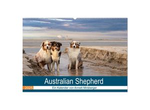 9783435672424 - Australian Shepherd 2025 (Wandkalender 2025 DIN A2 quer) CALVENDO Monatskalender