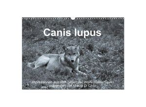 9783435673414 - Canis lupus (Wandkalender 2025 DIN A3 quer) CALVENDO Monatskalender