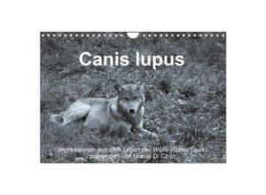 9783435673858 - Canis lupus (Wandkalender 2025 DIN A4 quer) CALVENDO Monatskalender