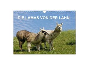 9783435678600 - DIE LAMAS VON DER LAHN (Wandkalender 2025 DIN A4 quer) CALVENDO Monatskalender