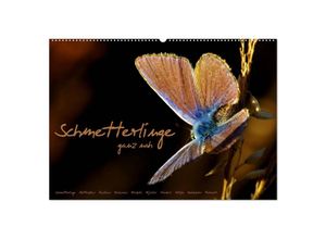 9783435679799 - Schmetterlinge ganz nah (Wandkalender 2025 DIN A2 quer) CALVENDO Monatskalender