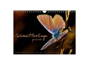 9783435680443 - Schmetterlinge ganz nah (Wandkalender 2025 DIN A4 quer) CALVENDO Monatskalender